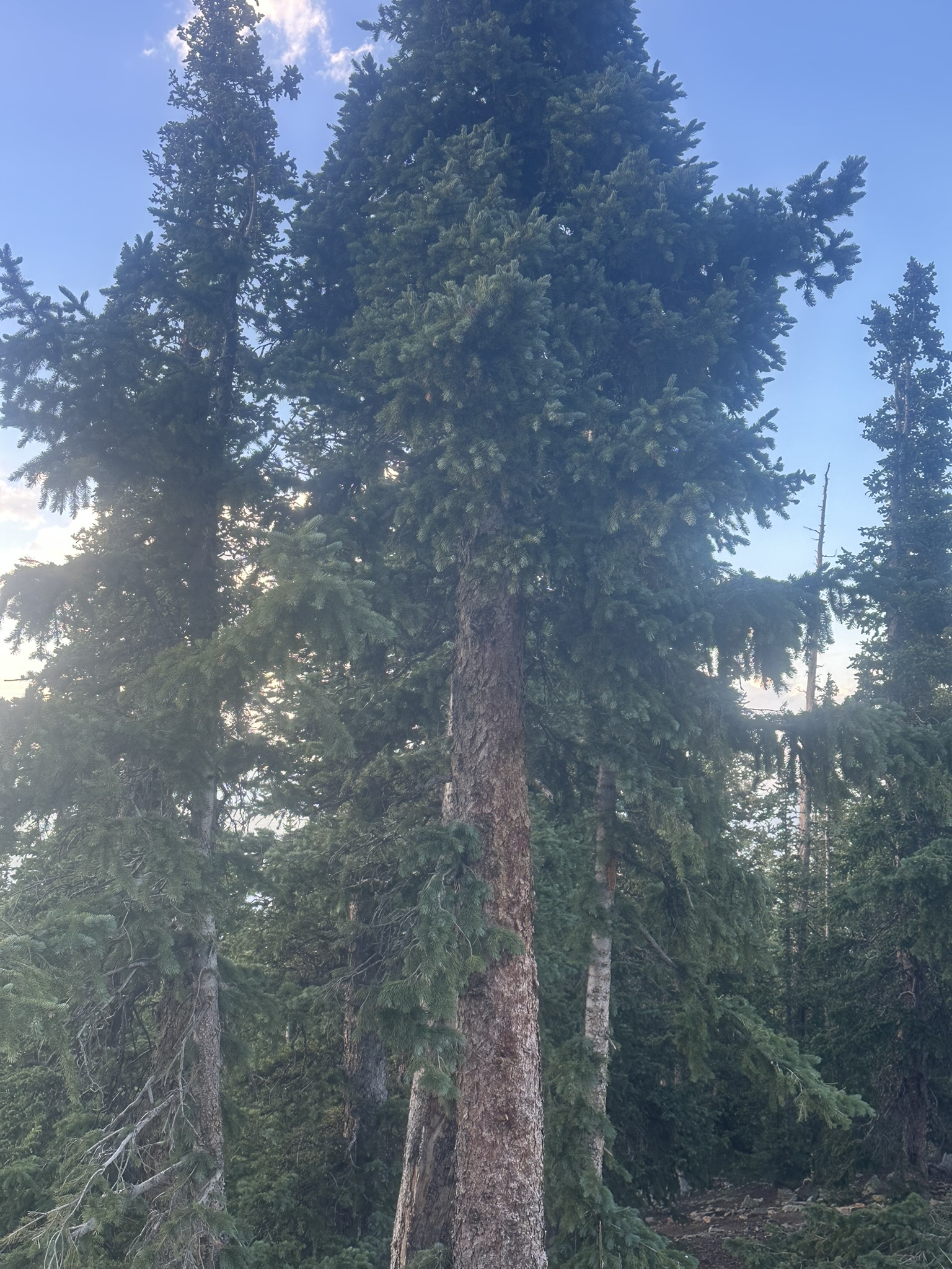 Colorado - Image 230