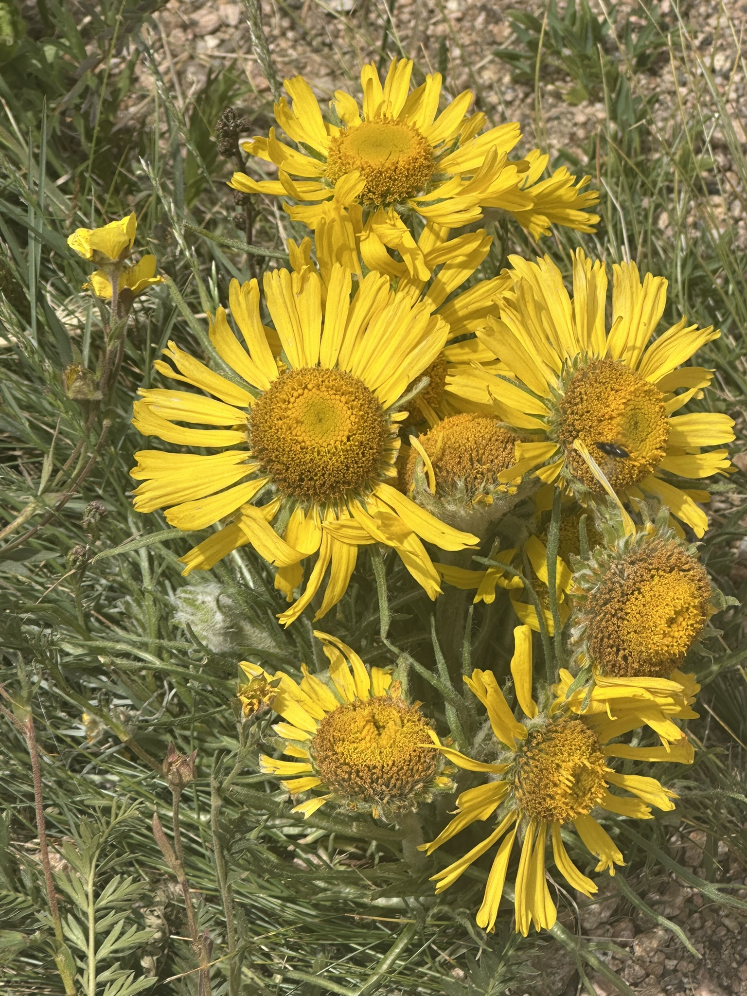 Colorado - Image 728