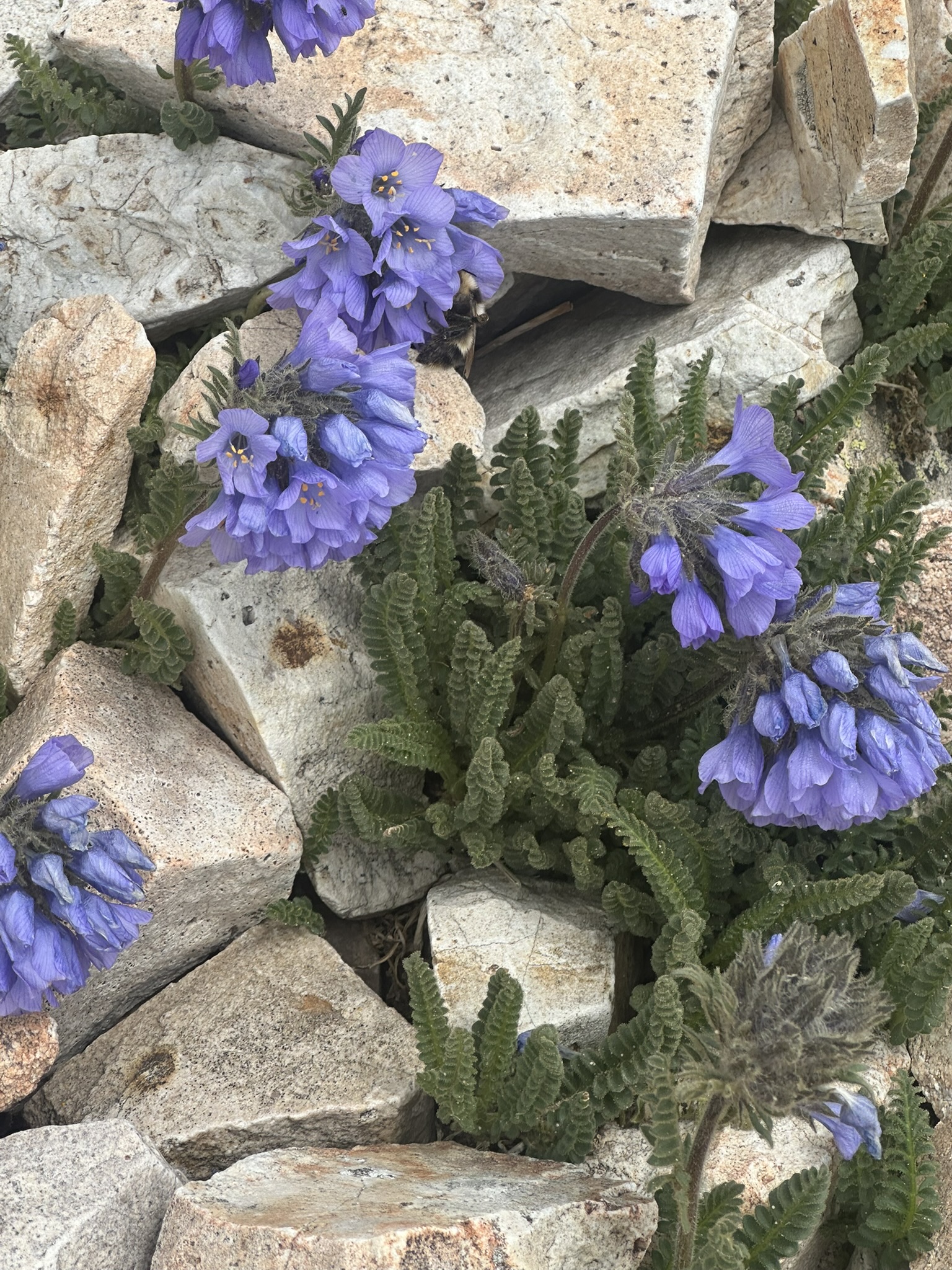 Colorado - Image 1289