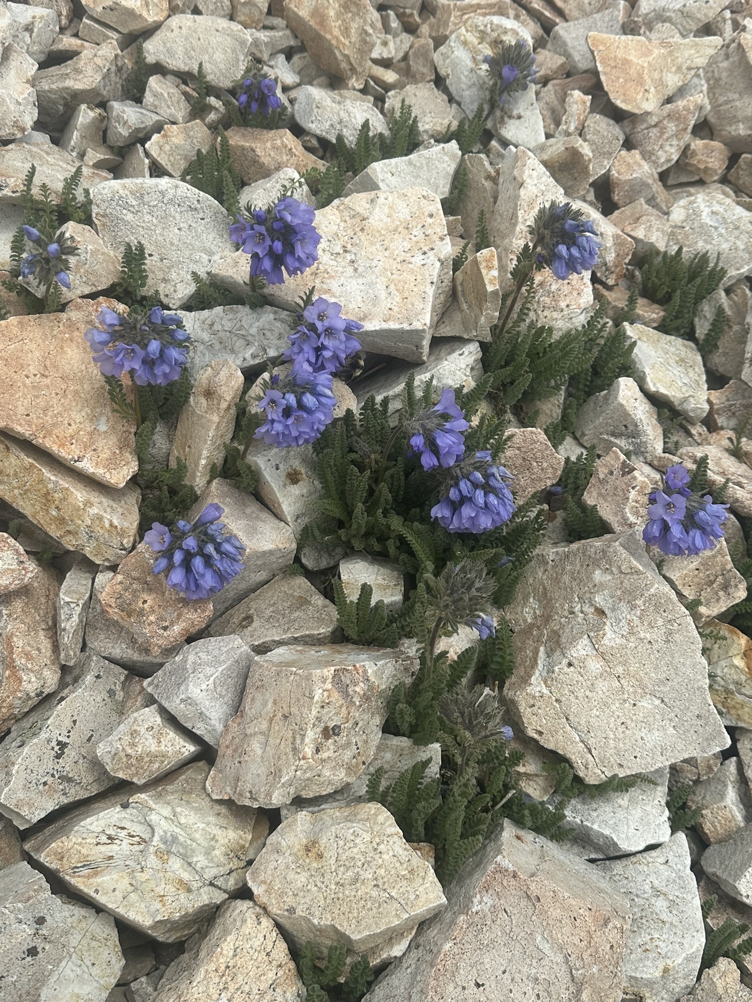 Colorado - Image 1290