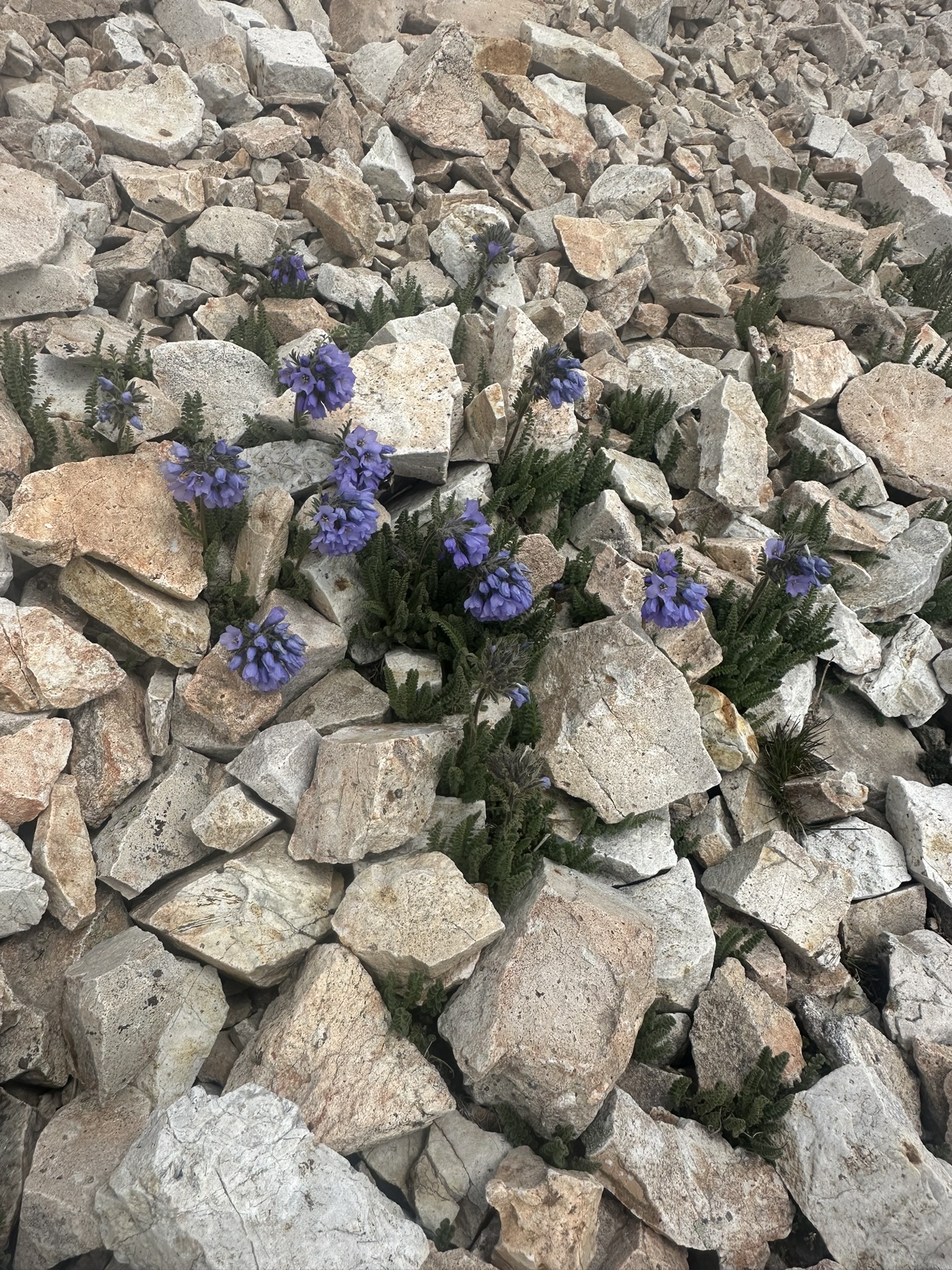 Colorado - Image 1291