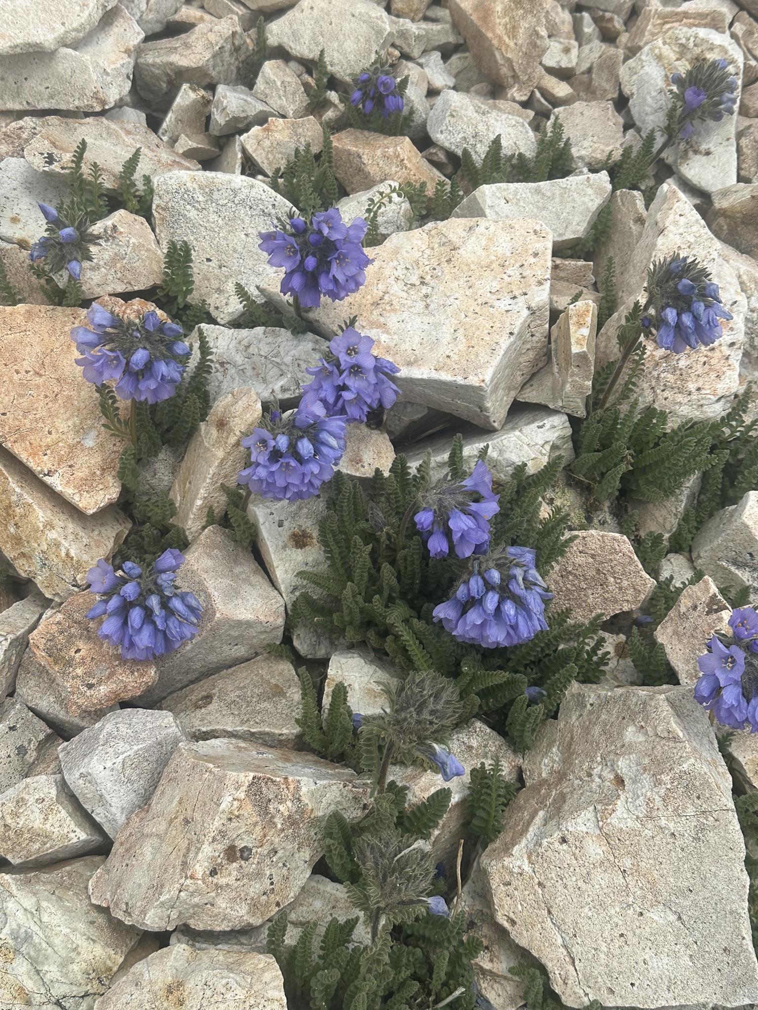 Colorado - Image 1293