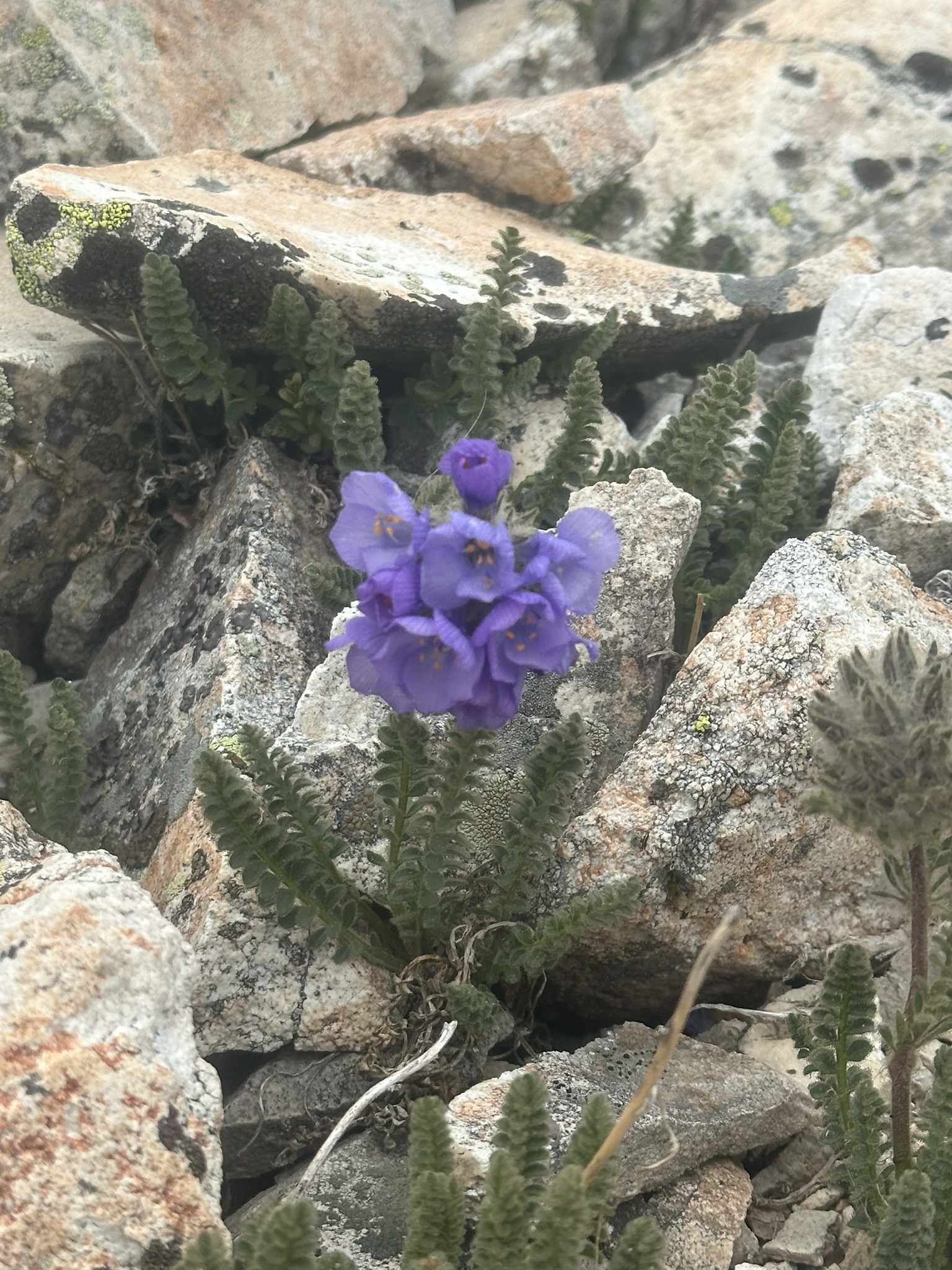 Colorado - Image 1294