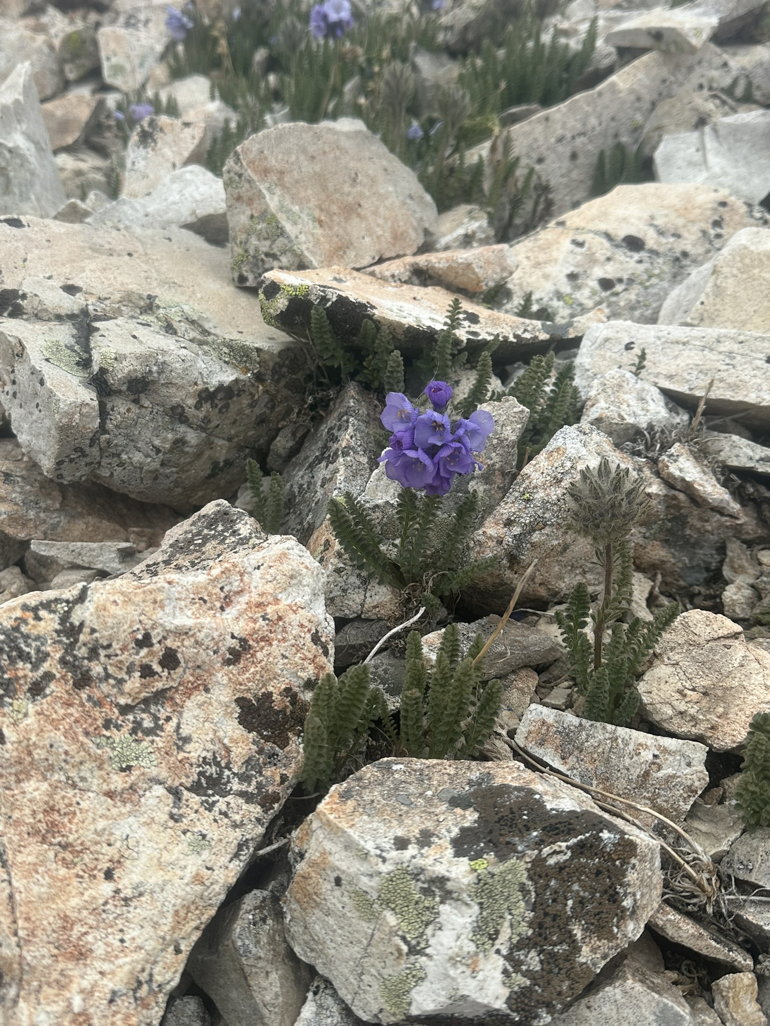 Colorado - Image 1296