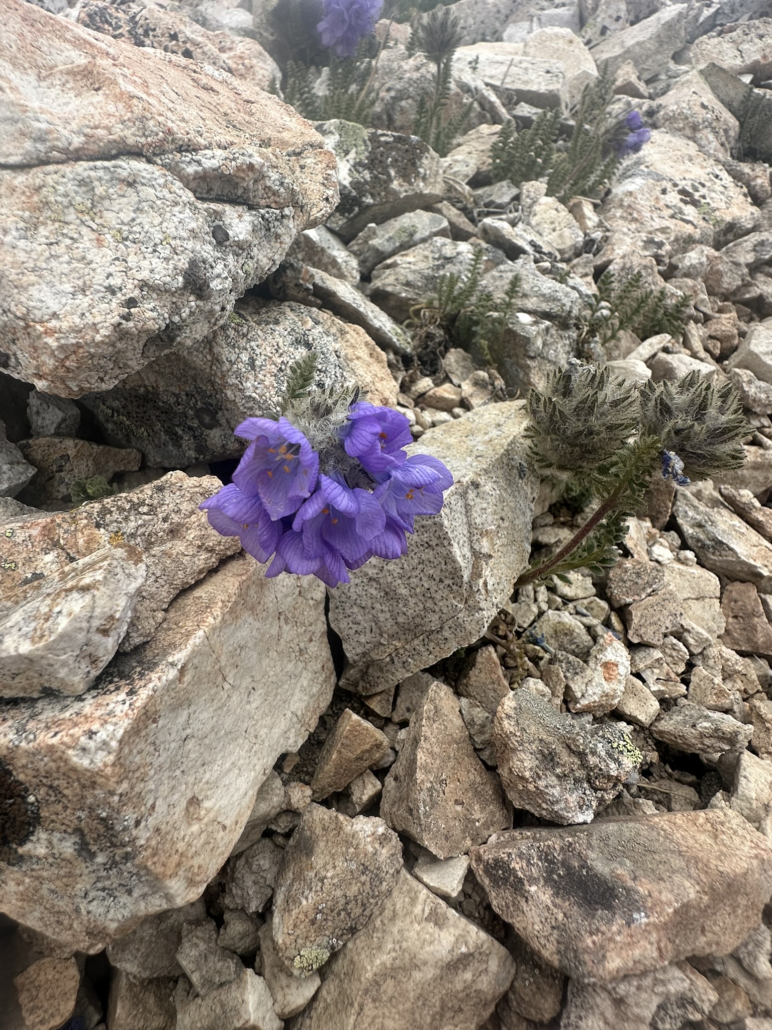Colorado - Image 1297