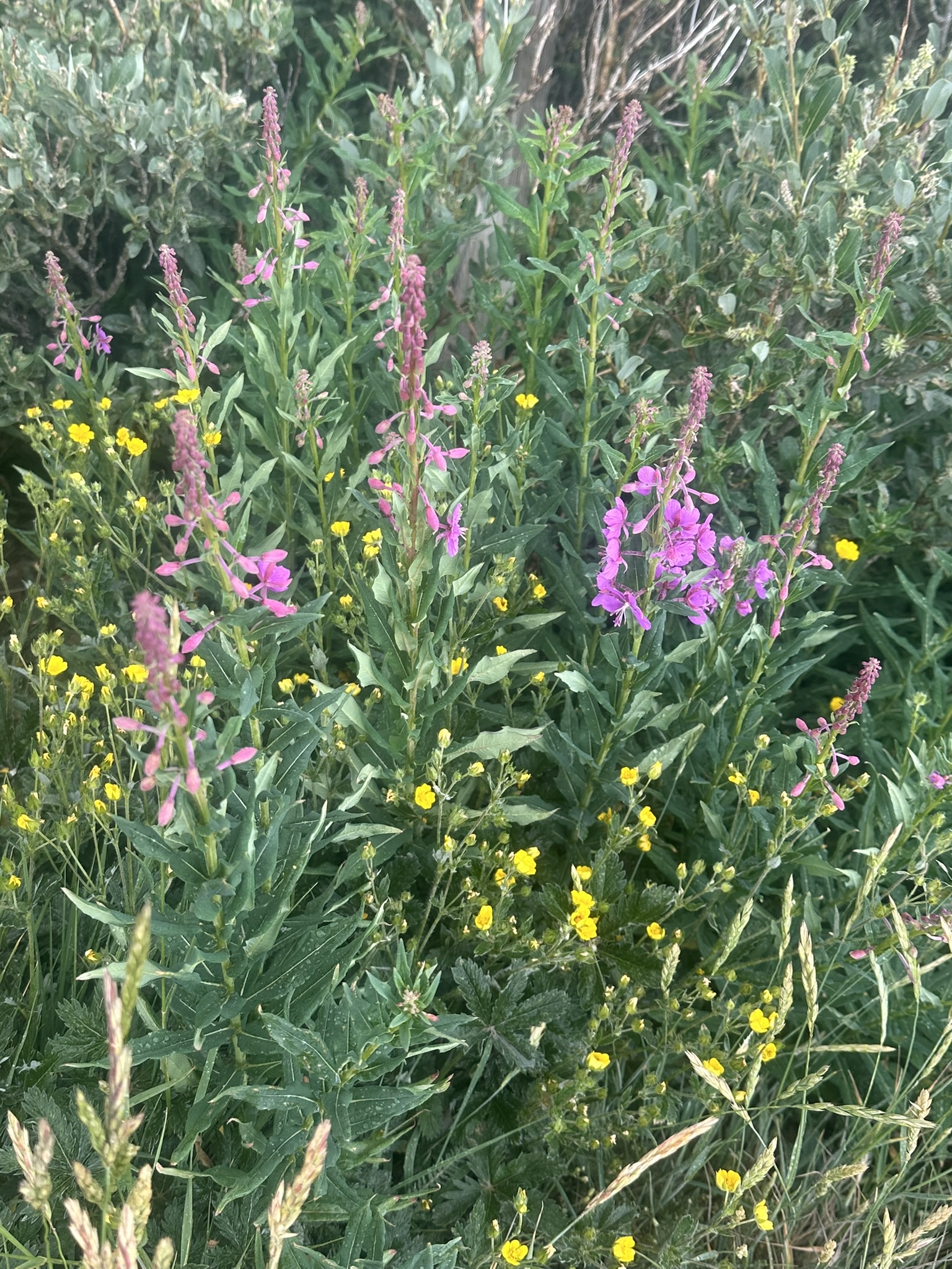 Colorado - Image 1577