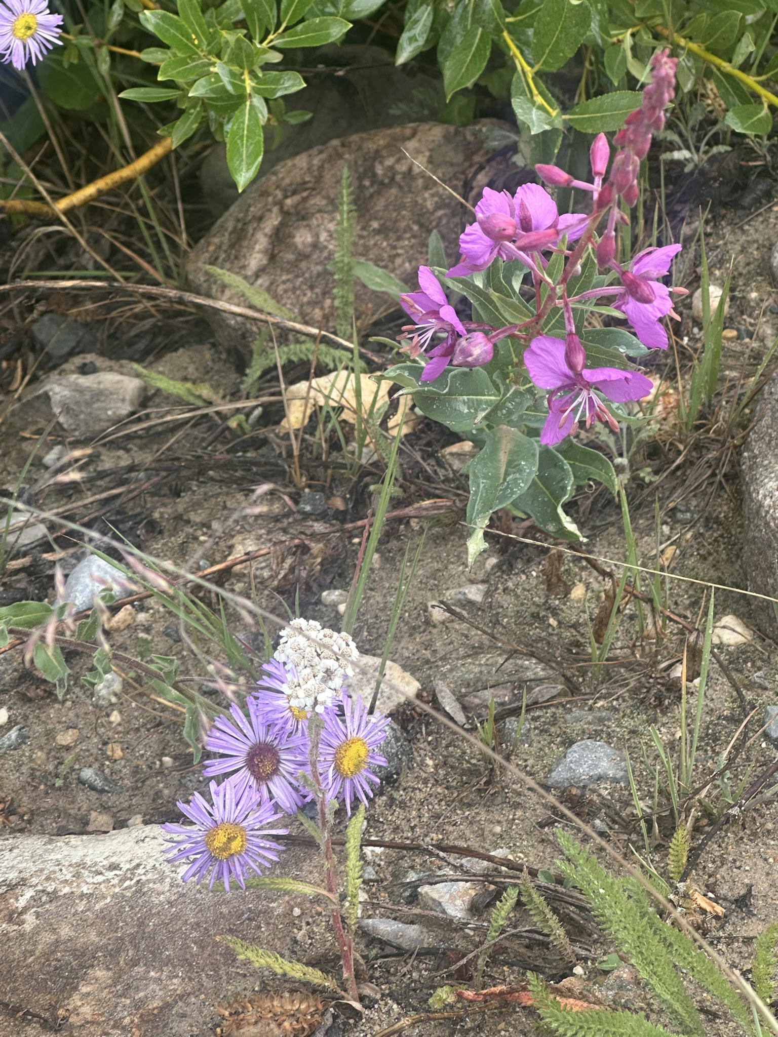 Colorado - Image 1704