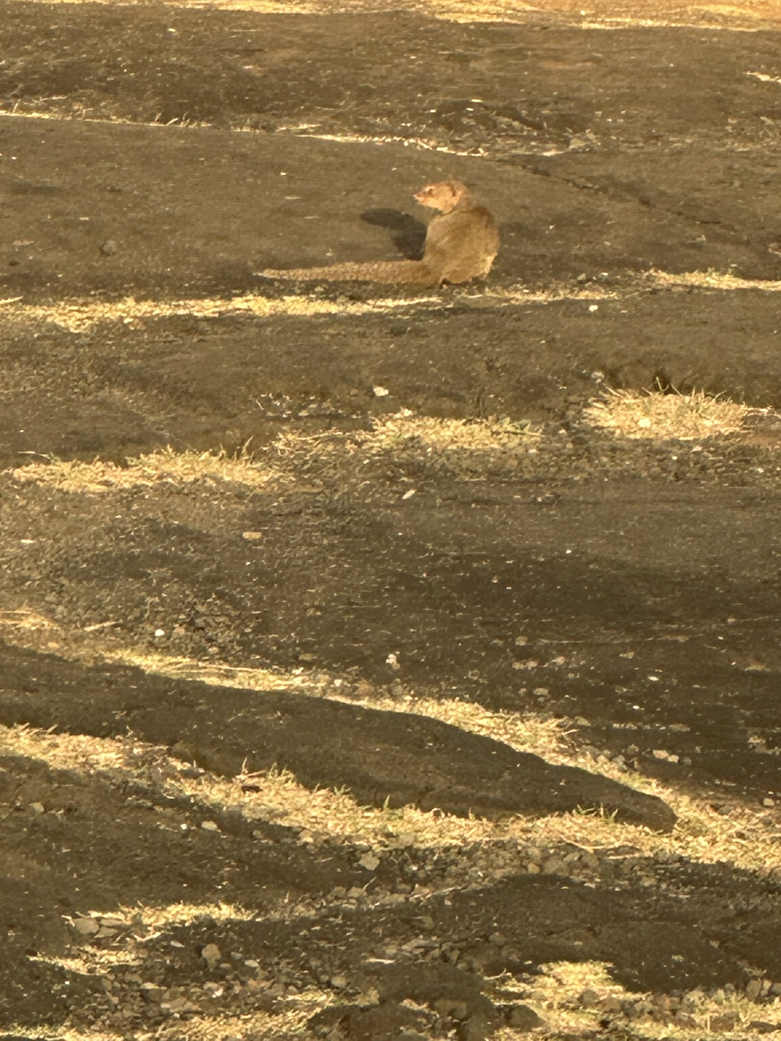 Hawaii - Kilauea Erupting - Image 6
