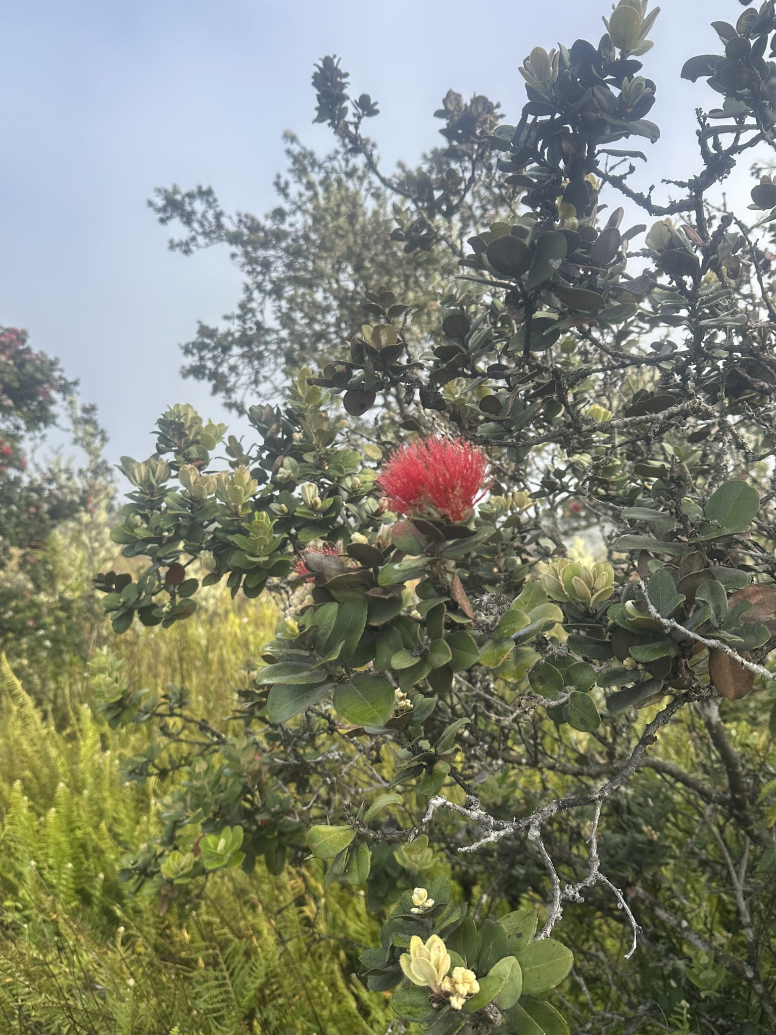 Hawaii - Kilauea Erupting - Image 12