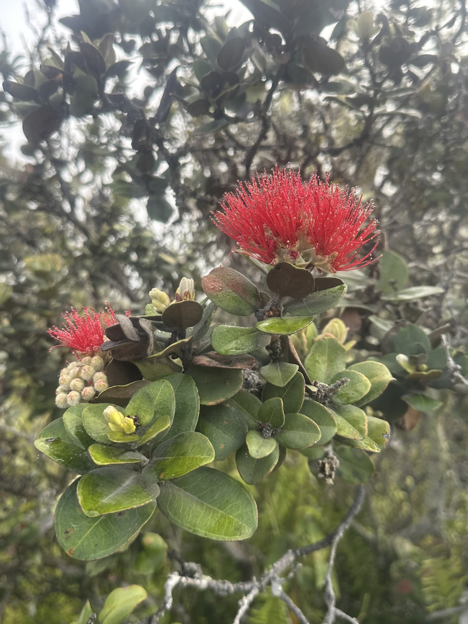 Hawaii - Kilauea Erupting - Image 14