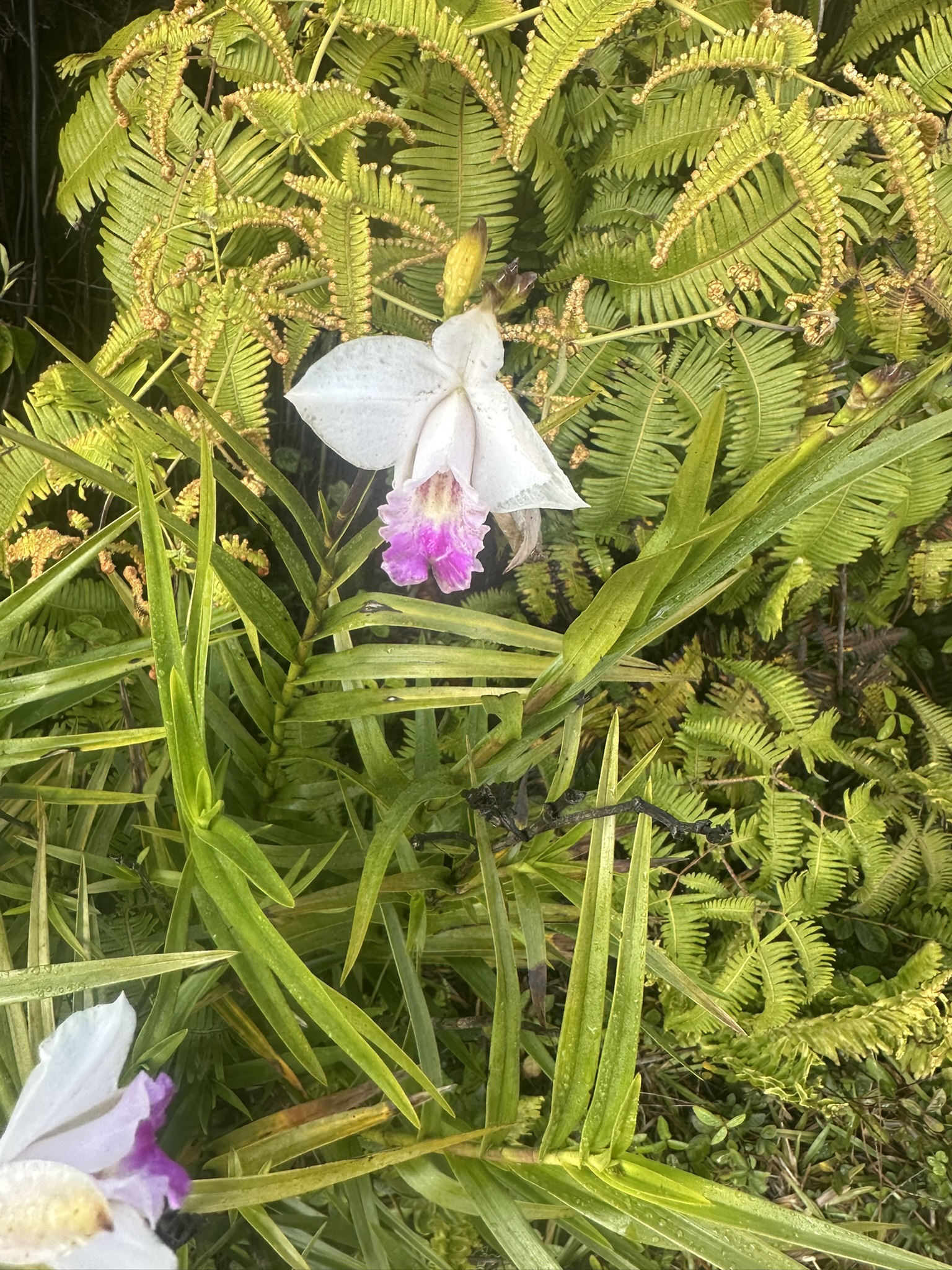 Hawaii - Kilauea Erupting - Image 16