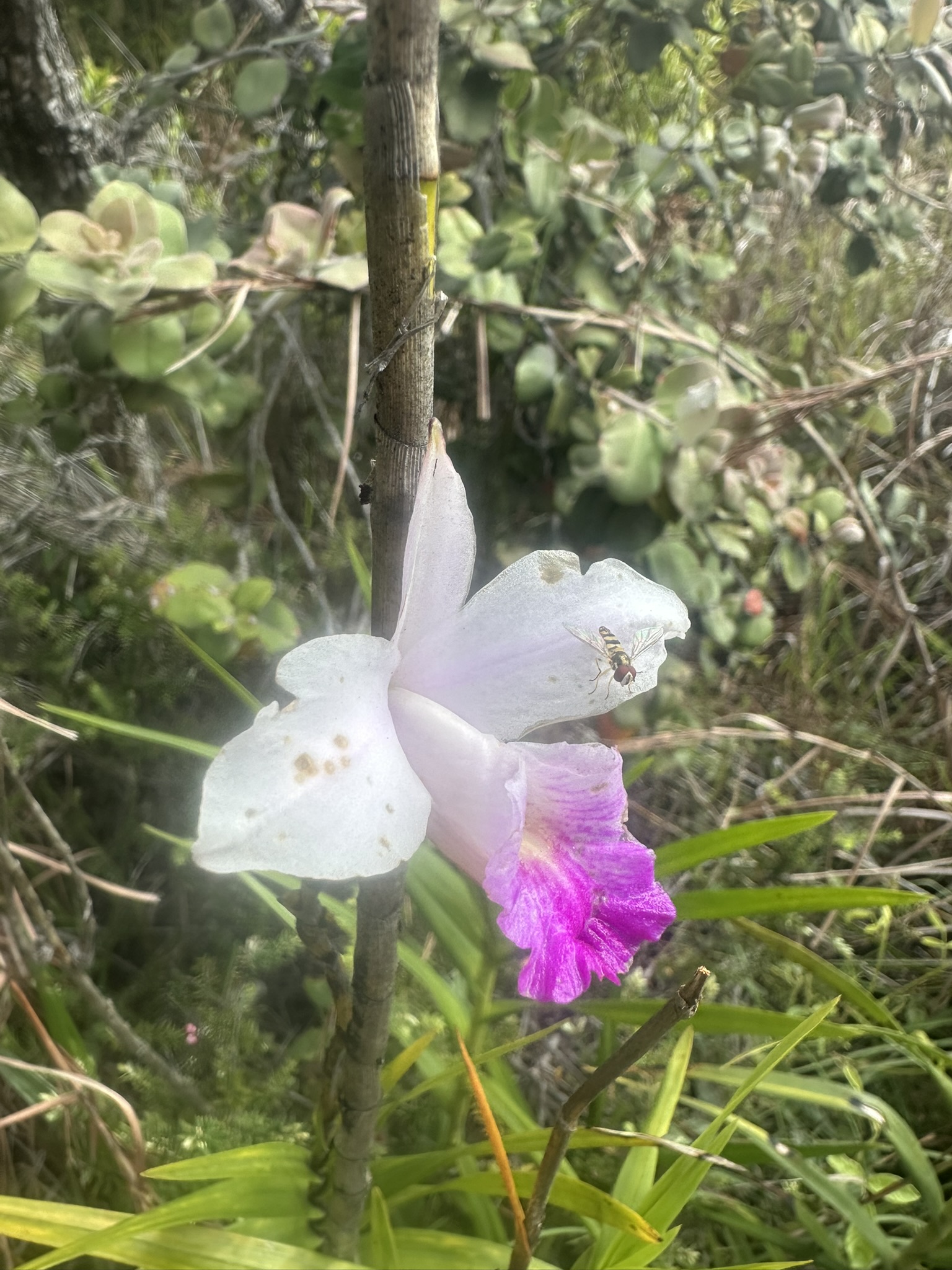 Hawaii - Kilauea Erupting - Image 58