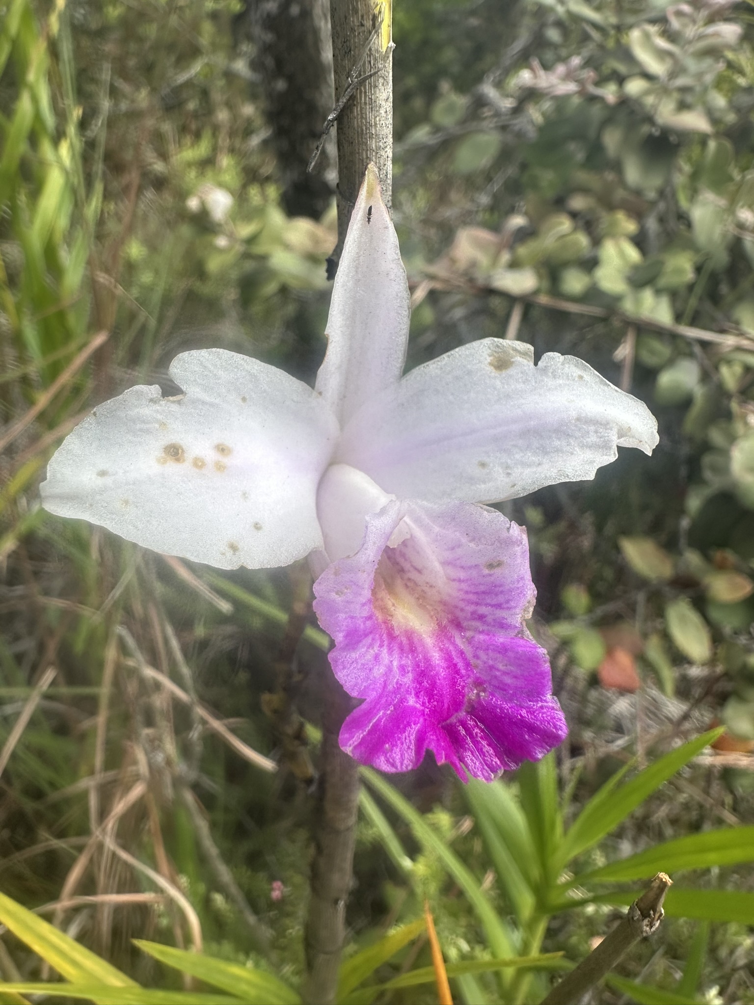 Hawaii - Kilauea Erupting - Image 59