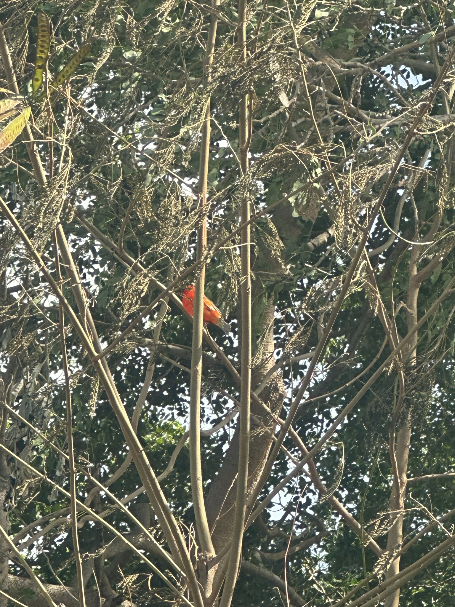 Mauritius - Image 66