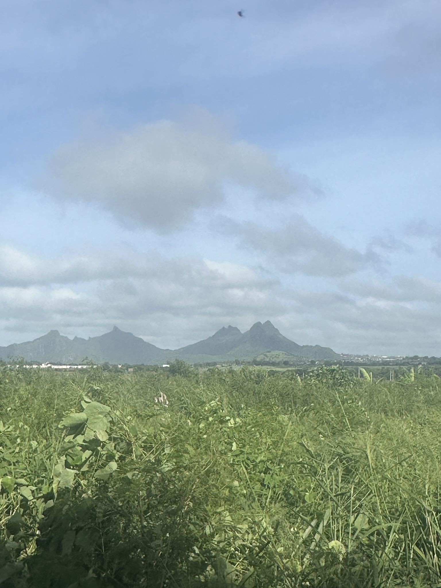 Mauritius - Image 77