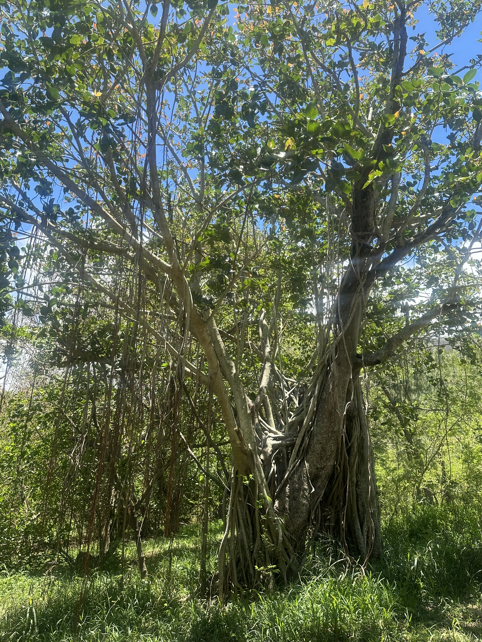 Mauritius - Image 200