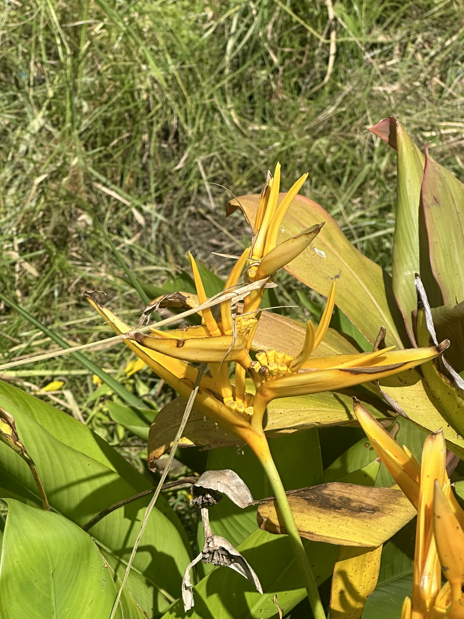 Mauritius - Image 244