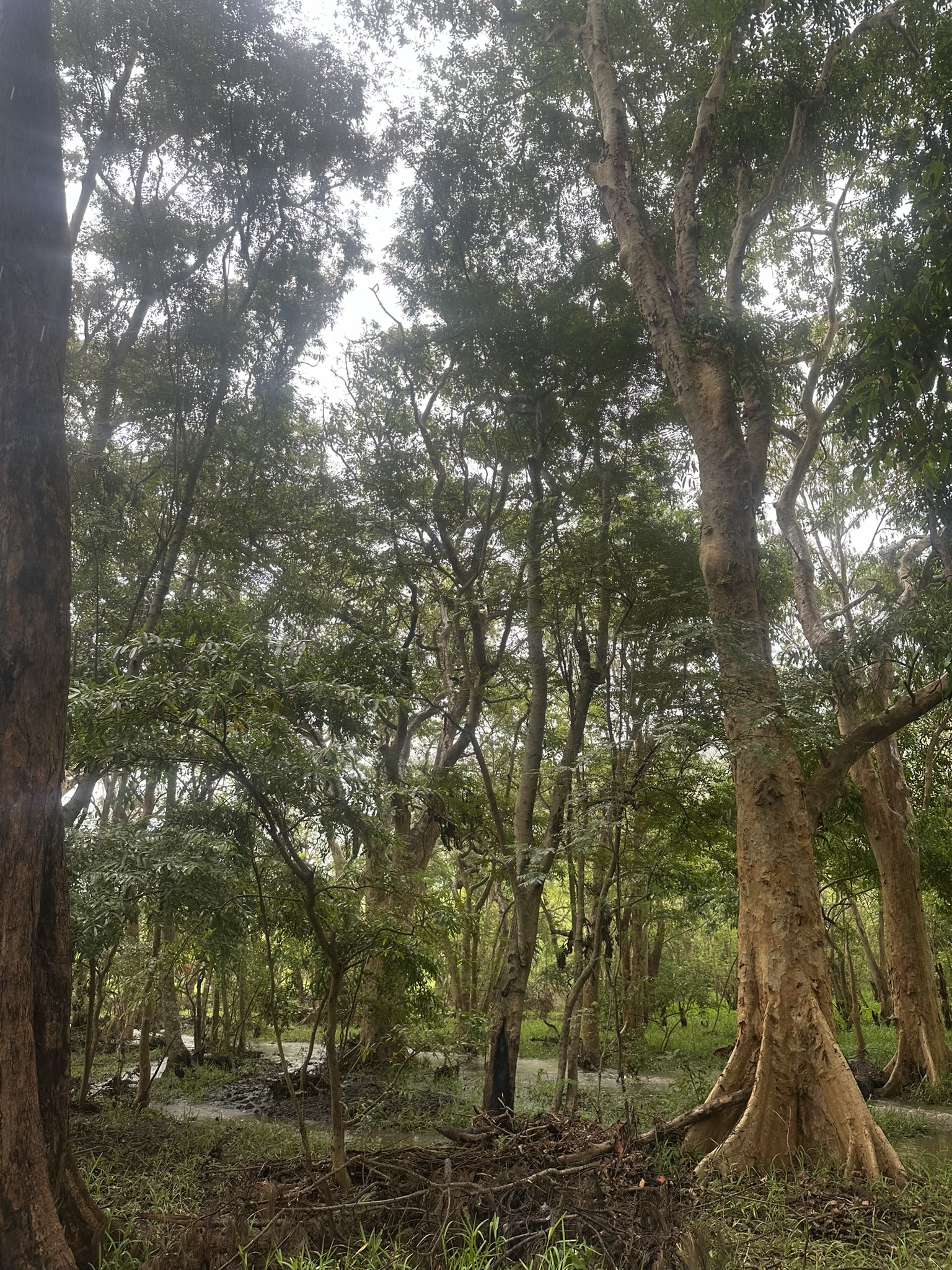 Mauritius - Image 336