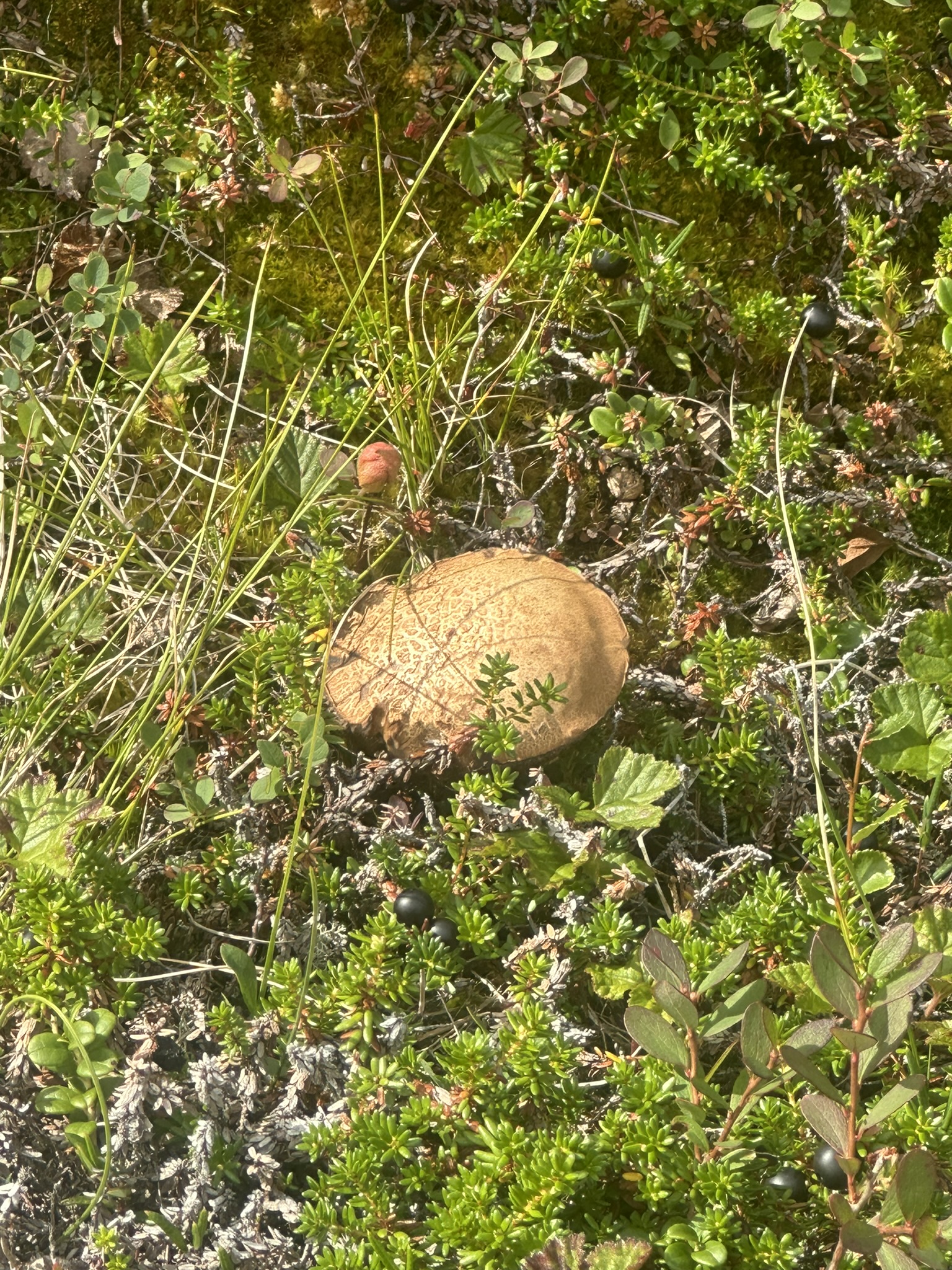 Norway-Sweden-Finland-Denmark - Image 320