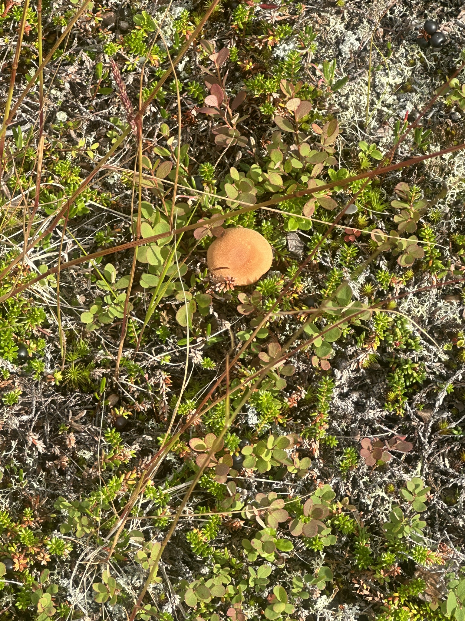 Norway-Sweden-Finland-Denmark - Image 321