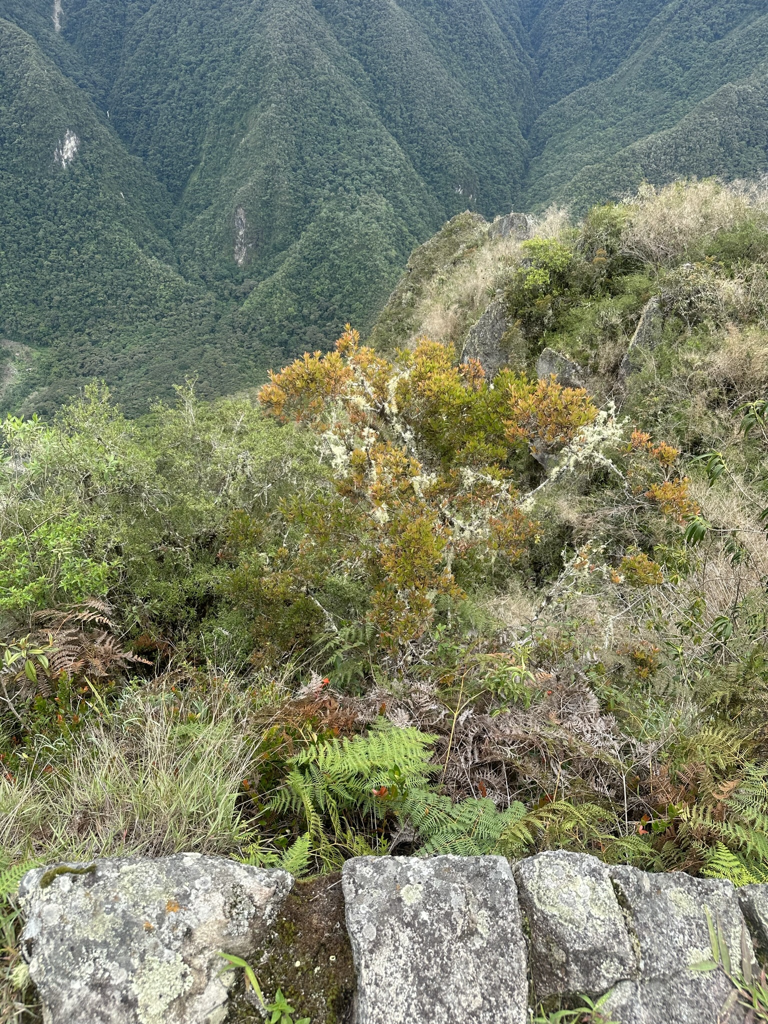 Peru - Image 1047