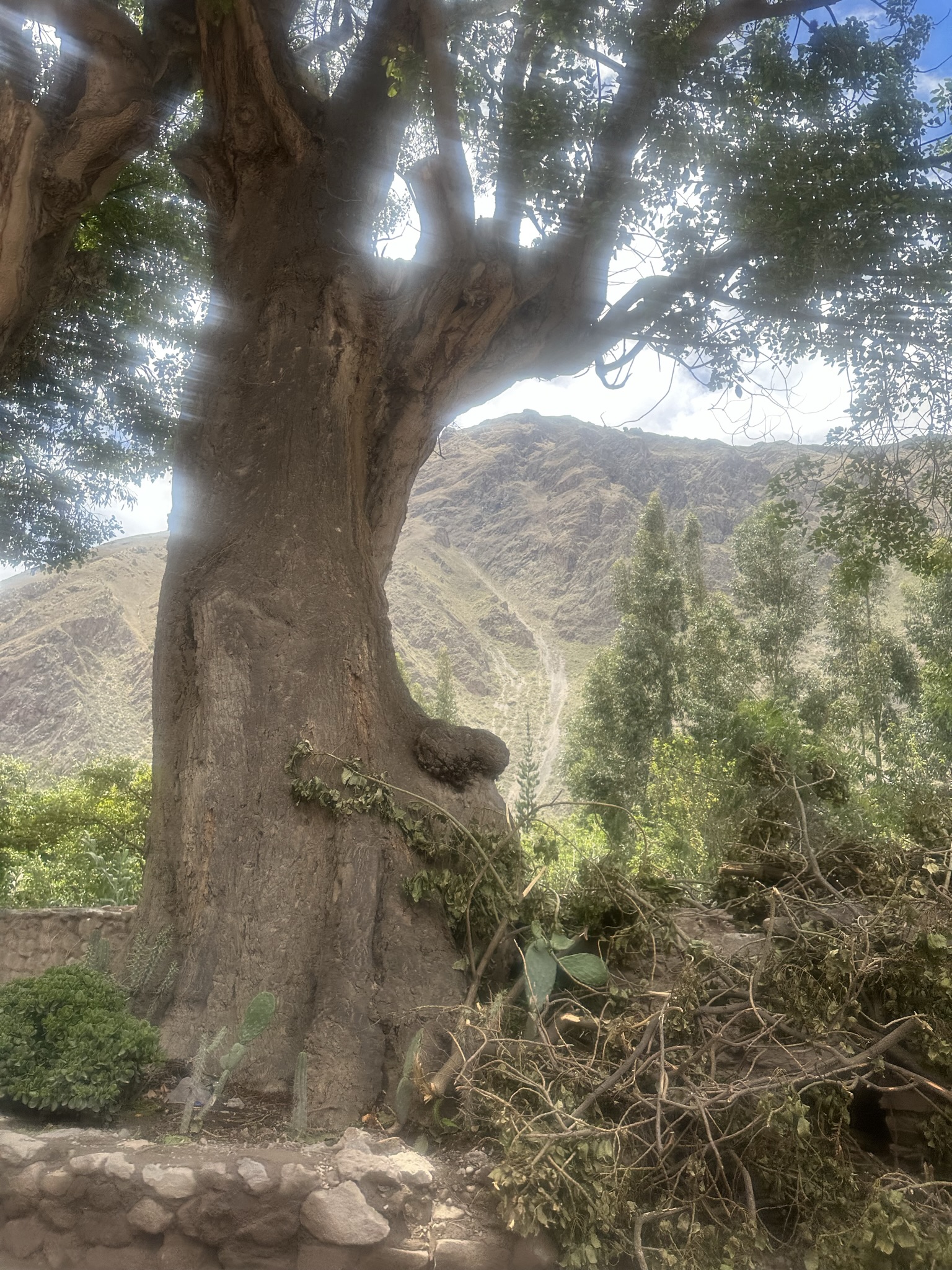 Peru - Image 1181